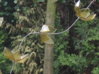 60, bloemen van glas