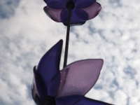 09, bloemen van glas, glaskunst